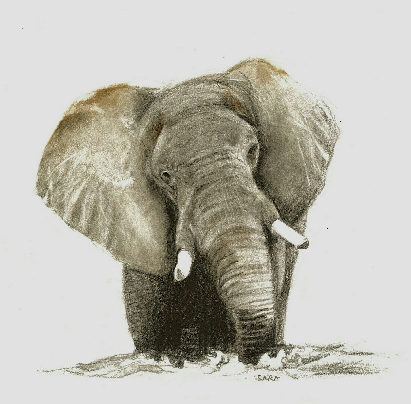 Elephant Rising, Meno a Kwena Sketched from a photo by Phillipa Glendinning, with permission.